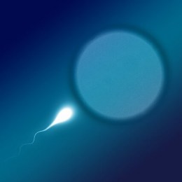 plodnosť - sperium-2505954_640